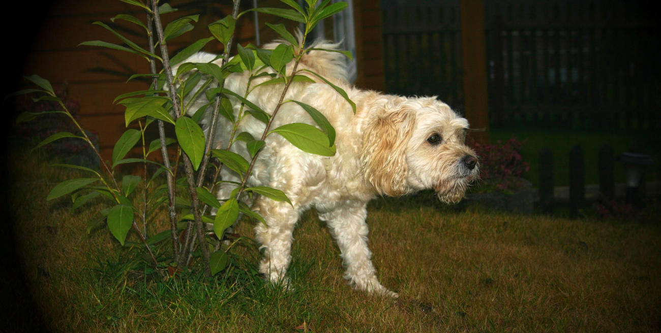 Blockhaus Bärenbüsch mit Klimaanlage und eigenem Grillkamin