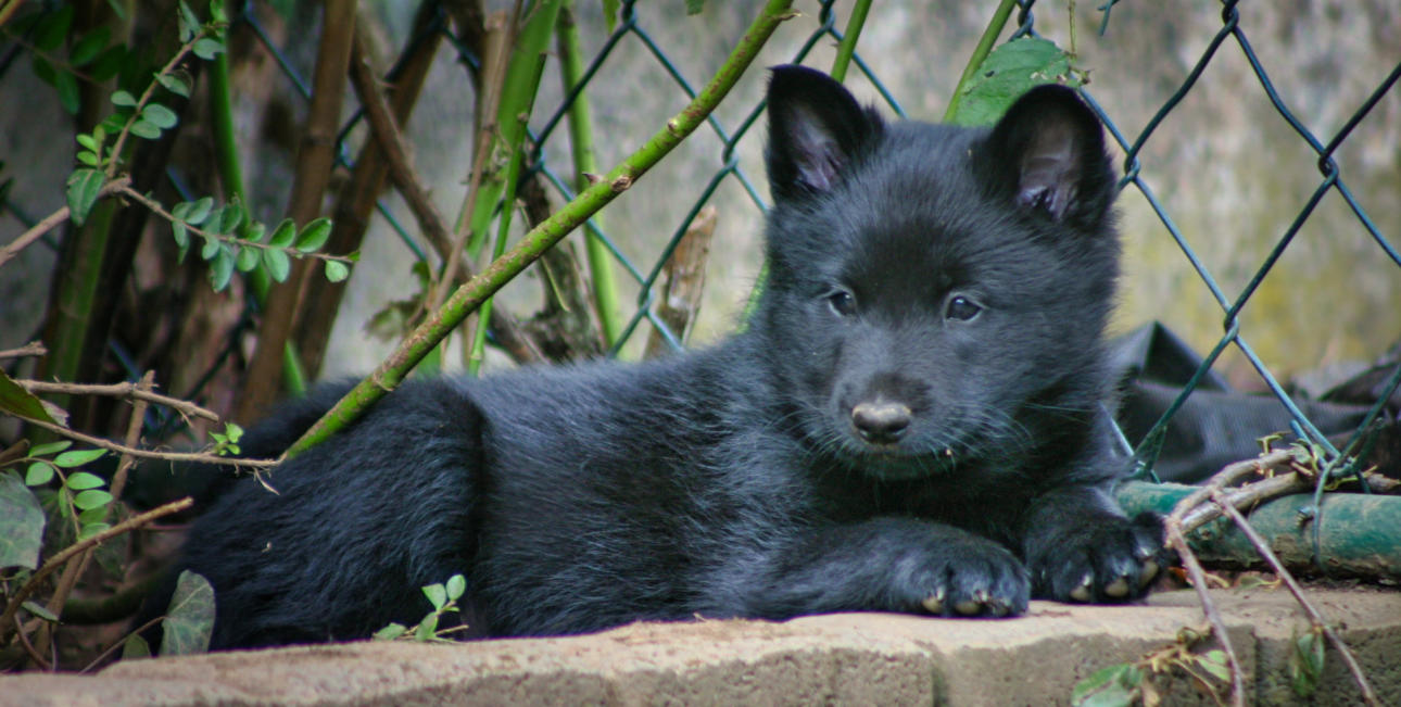 Hund geniesst den Urlaub in Brangs Hundeparadies Eifel