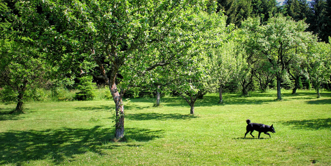 Blick auf unsere grosse Hundewiese