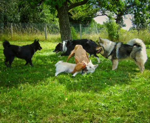 spielende Hunde auf der Hundewiese in Brangs Hundeparadies Eifel
