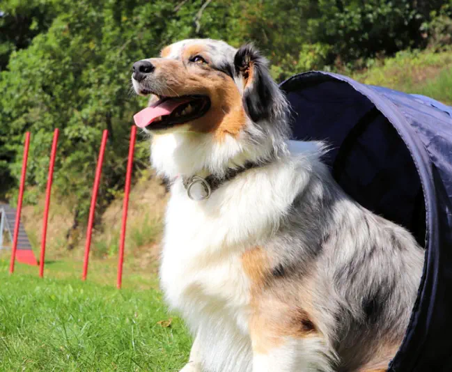 Hund im Tunnel auf dem Agilityplatz von Brangs Hundeparadies Eifel