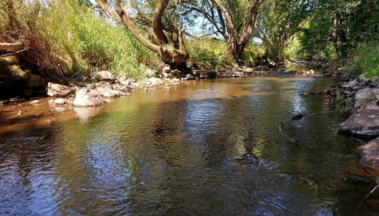 Kyllufer in Jünkerath, Geheimtip zum Baden für Hunde