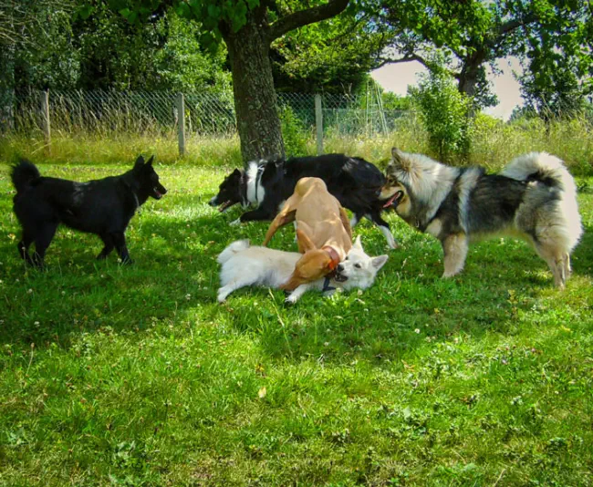 spielende Hunde auf der Hundewiese in Brangs Hundeparadies Eifel